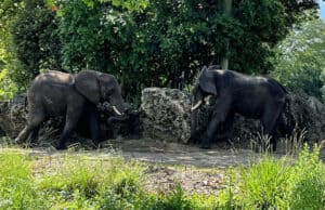 Animal Kingdom's Caring for Giants is the best backstage tour