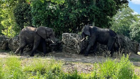 Animal Kingdom’s Caring for Giants is the best backstage tour