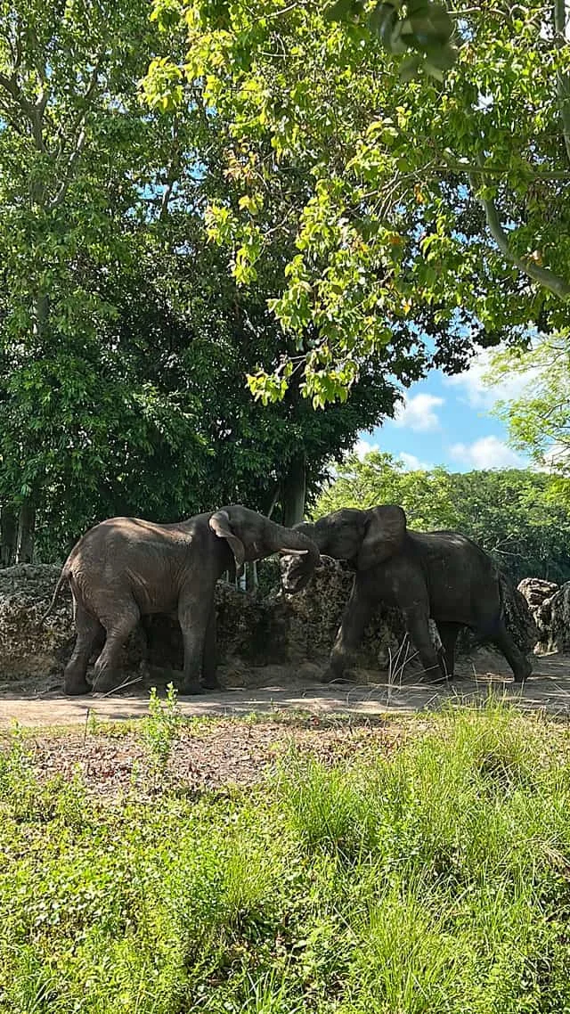 Caring for Giants