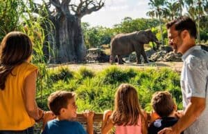 Find The Reopening Timeline Of Disney World Experiences Here
