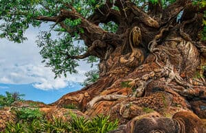 Parts of Animal Kingdom are closing early for a special event
