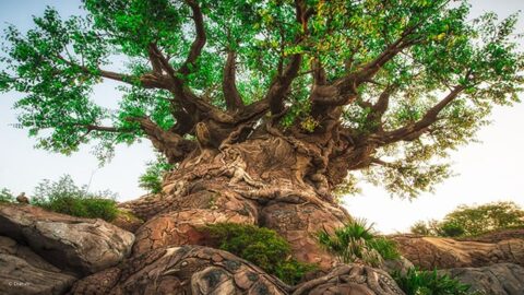 Something is New in Disney’s Animal Kingdom