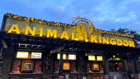 Top 5 Reasons to visit Disney’s Animal Kingdom this Christmas