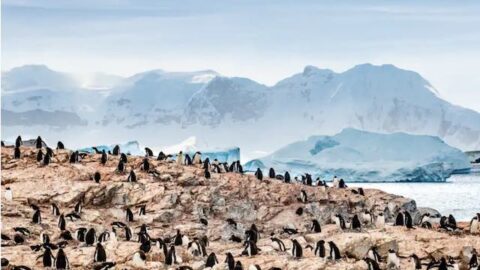 Disney Reveals New Details for Plans to Head to Antarctica