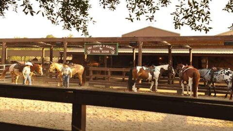 Everything you want to know about horseback riding at Disney
