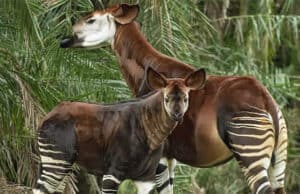Video: Rare animal makes first appearance on Disney's savanna