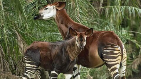 Video: Rare animal makes first appearance on Disney’s savanna