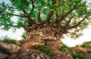 4 Excellent Reasons to END Your Day at Animal Kingdom