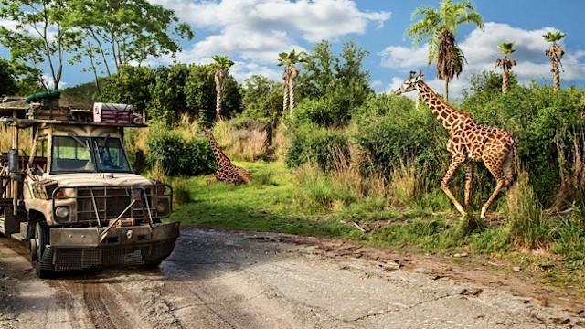 We Saw The Best Traffic "Crash" at Disney's Animal Kingdom