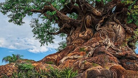 Popular Disney’s Animal Kingdom attraction closed now!