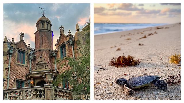 You Wil Love this Haunted Mansion Sea Turtle Disney Mash-Up