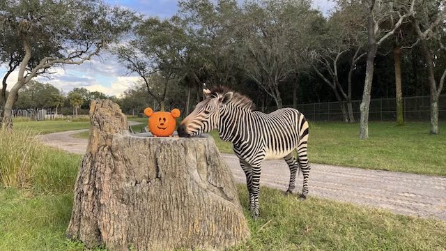 Even Disney Animals Get in the Halloween Spirit