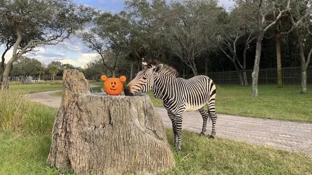 Even Disney Animals Get in the Halloween Spirit