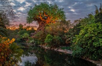 Add More Magic to Your Animal Kingdom Evening Hours