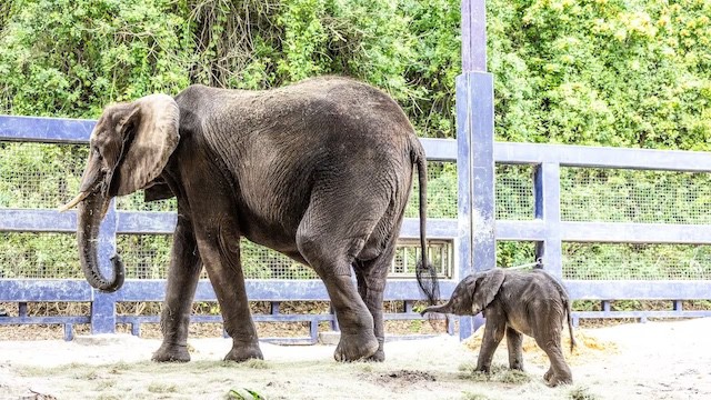 Disney World Introduces Us To a New Baby Elephant