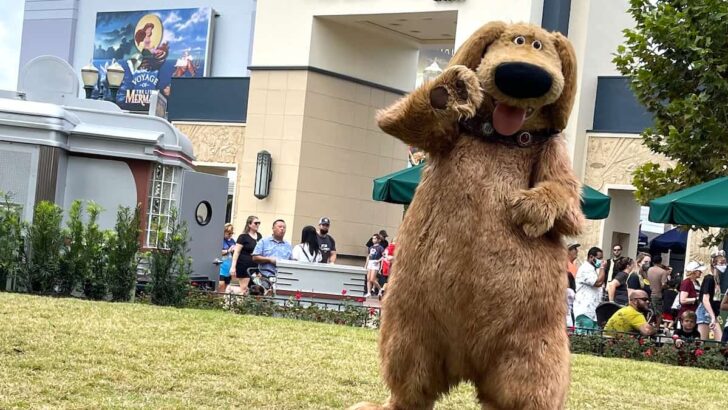 Disney World Pet Services are Now Expanding