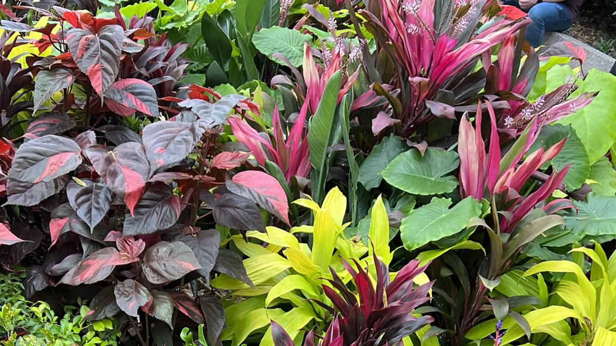 tropical plants – KennythePirate.com