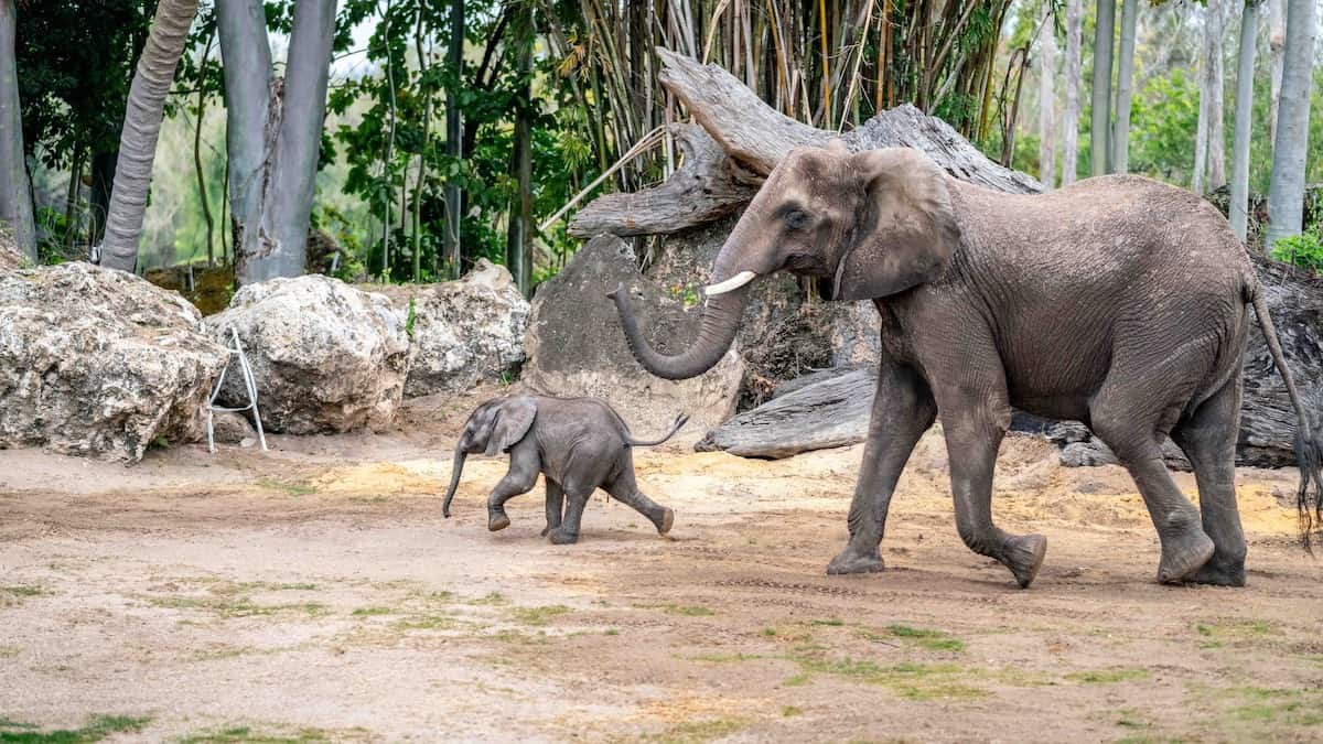A New Baby Has Arrived at Disney