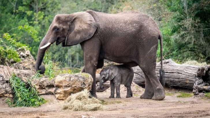 How Guests Can Meet Disney’s New Baby Elephant