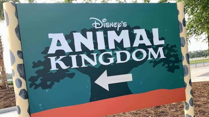 Unexpected Refurbishment Now Affecting Animal Kingdom Guests