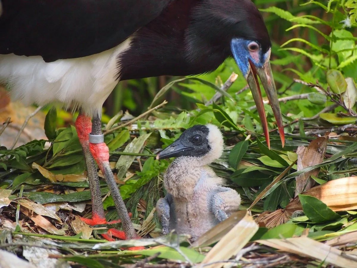 Baby stork