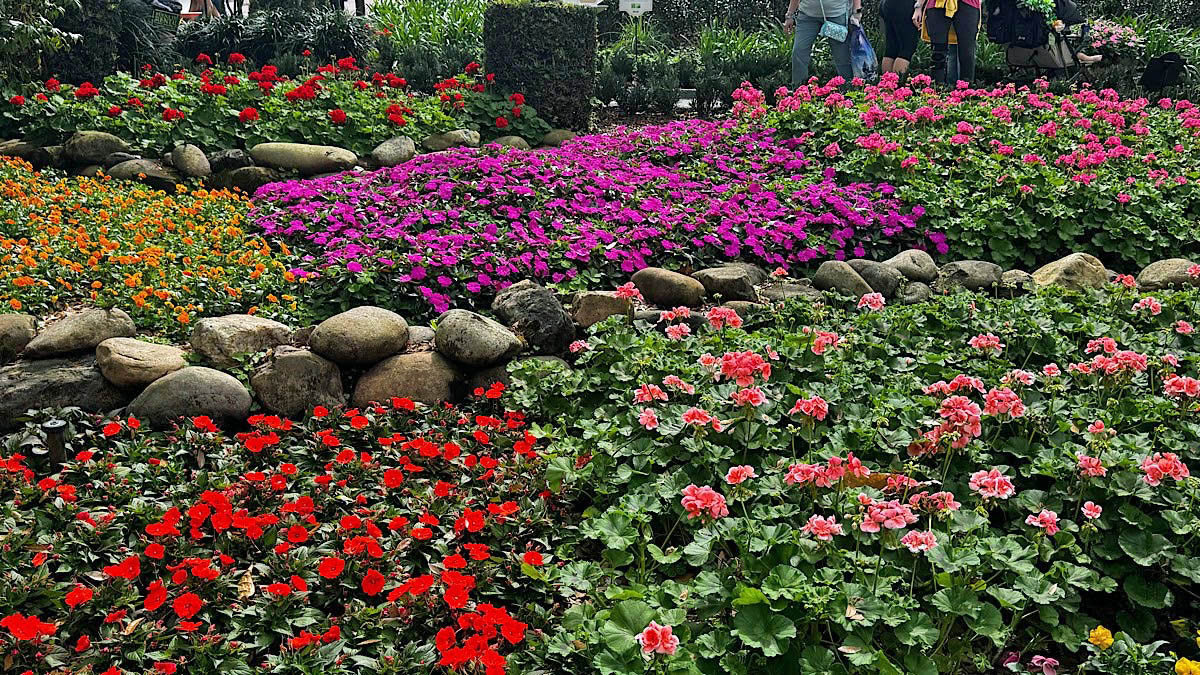 Epcot flower flowers garden