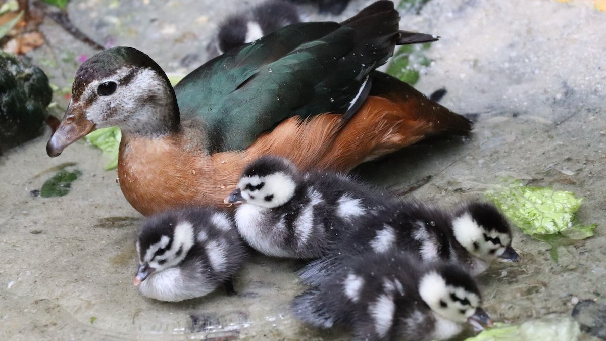 African Pygmy Geese Chicks Babies Disney