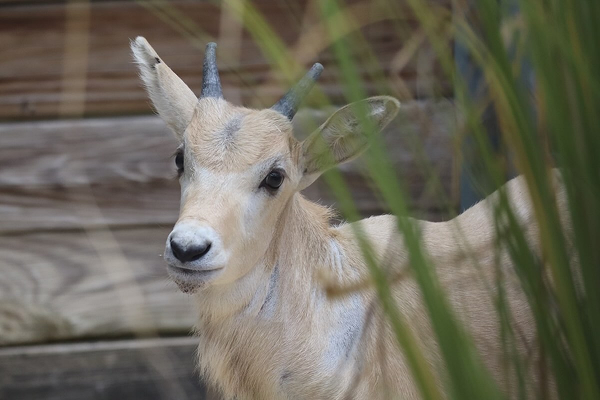 Baby Addax