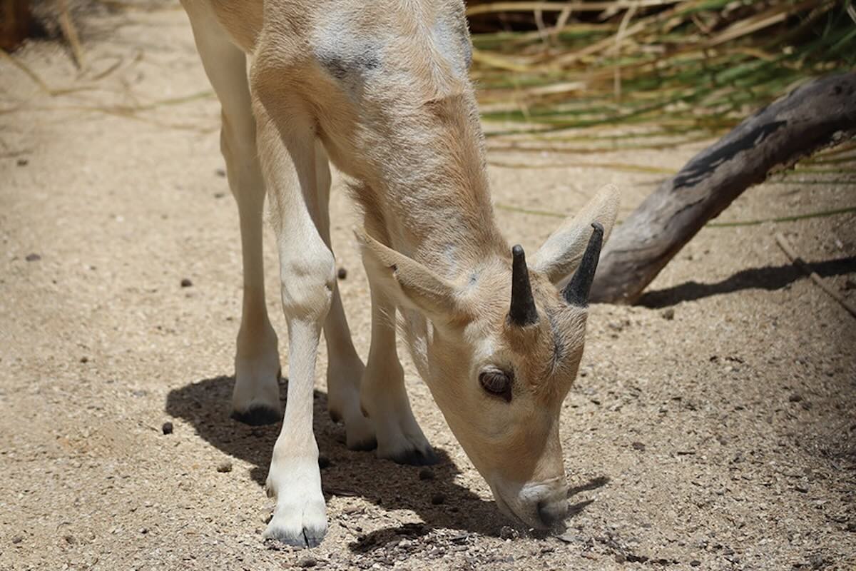 baby addax julien