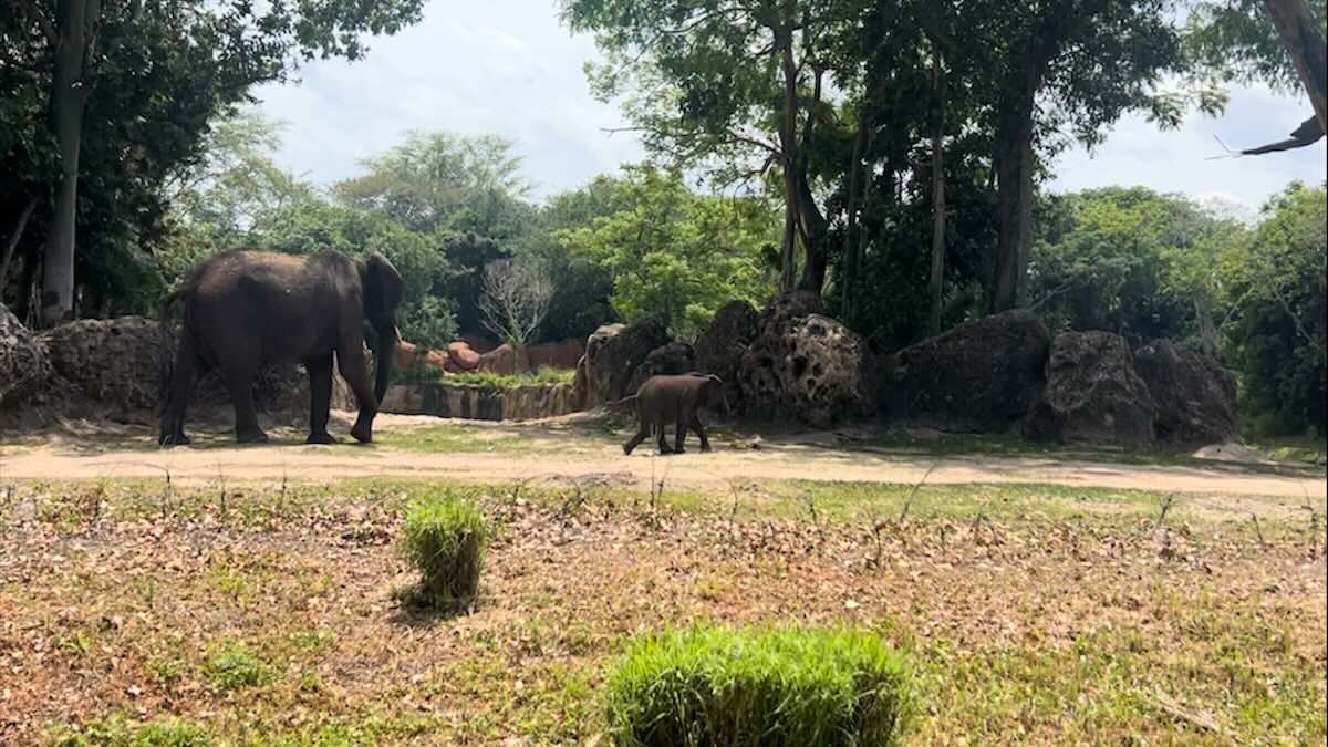 baby corra caring for giants walking