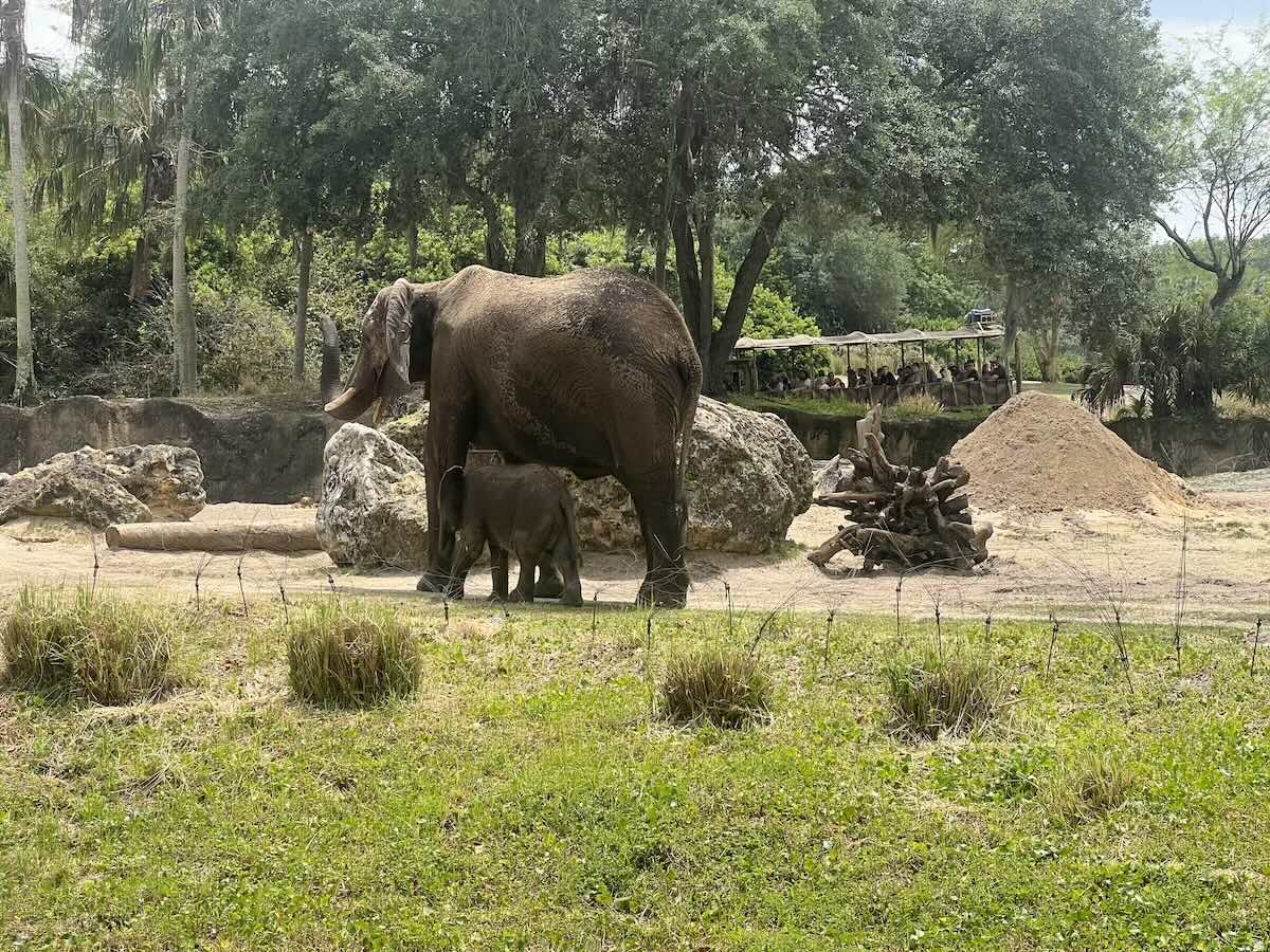 baby corra caring for giants