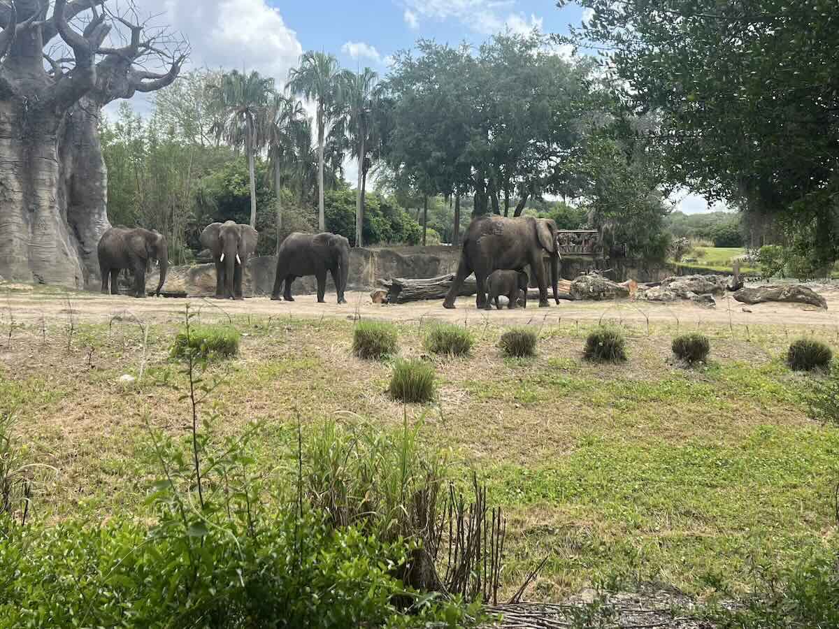 caring for giants all the elephants