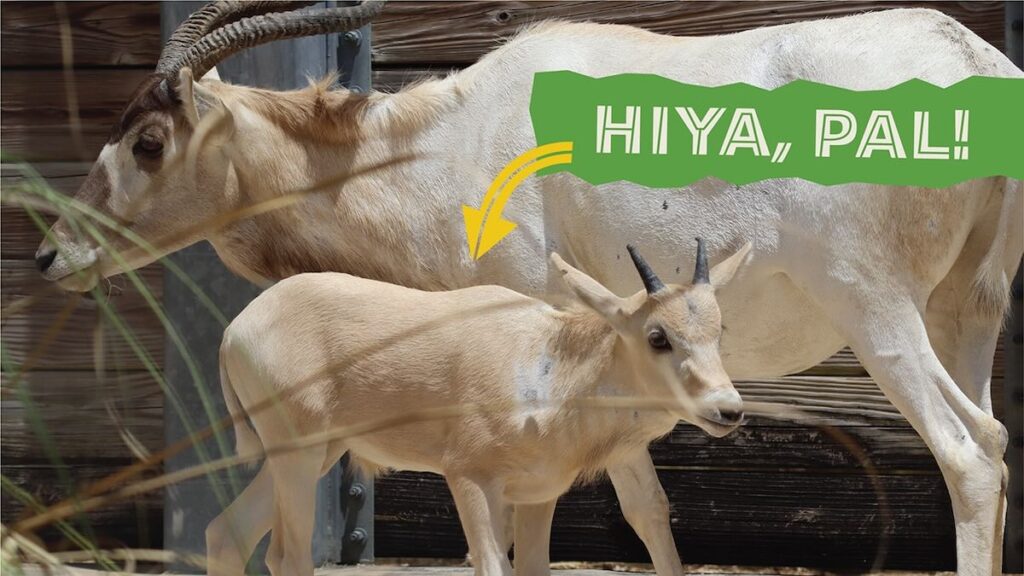 julien and juniper baby addax