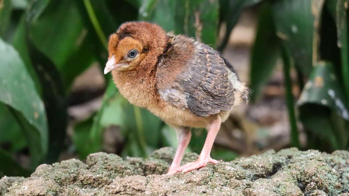 More Baby Animals Have Arrived at Disney World