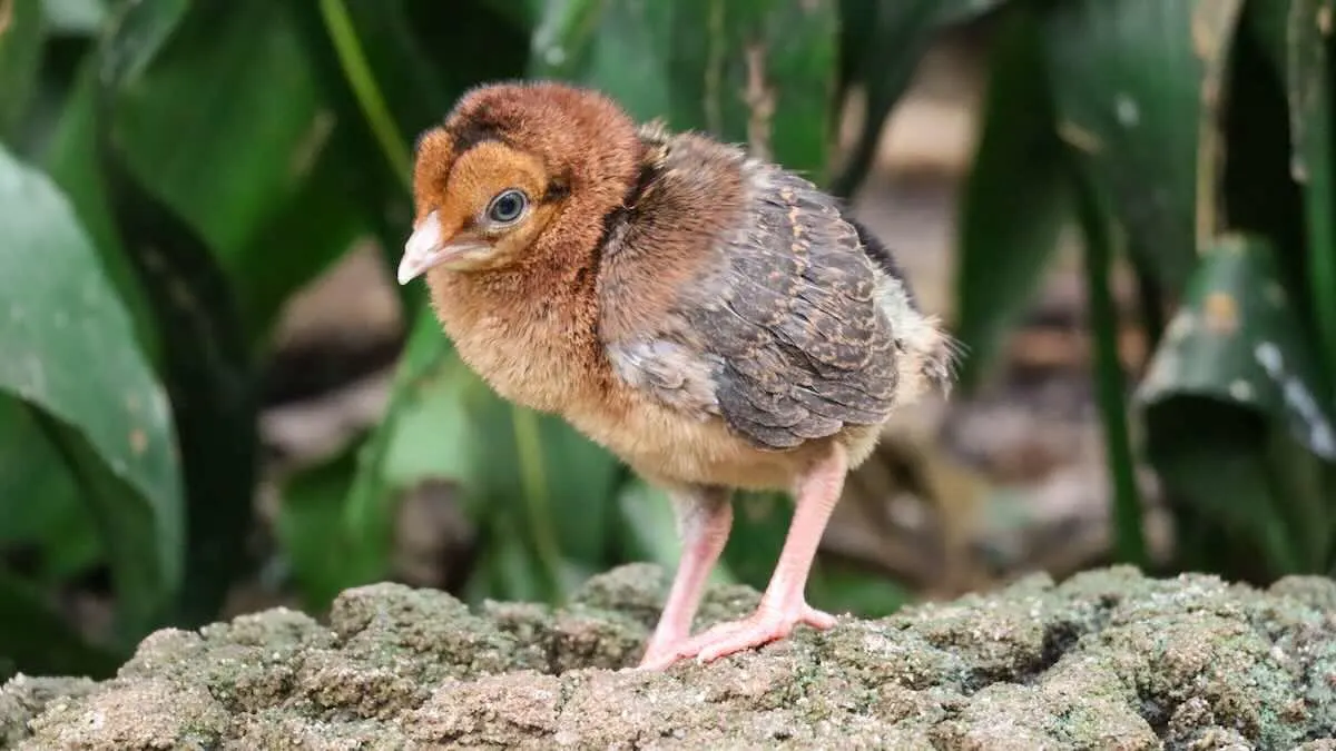 More Baby Animals Have Arrived at Disney World