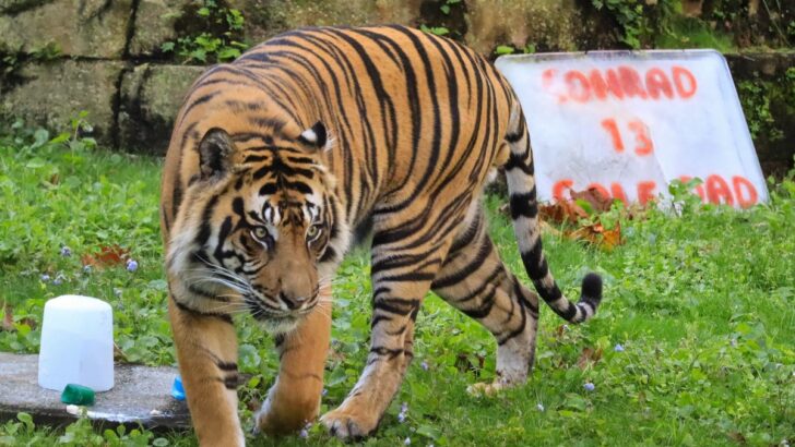 Happy Birthday to Disney World’s Tiger King