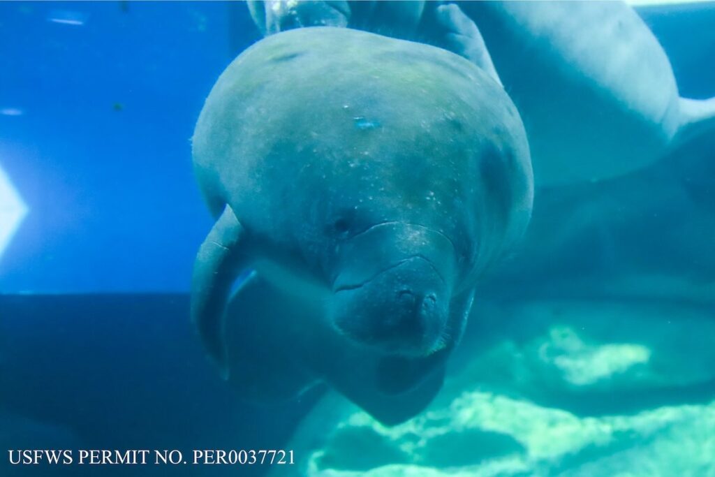 Mermaid manatee at EPCOT