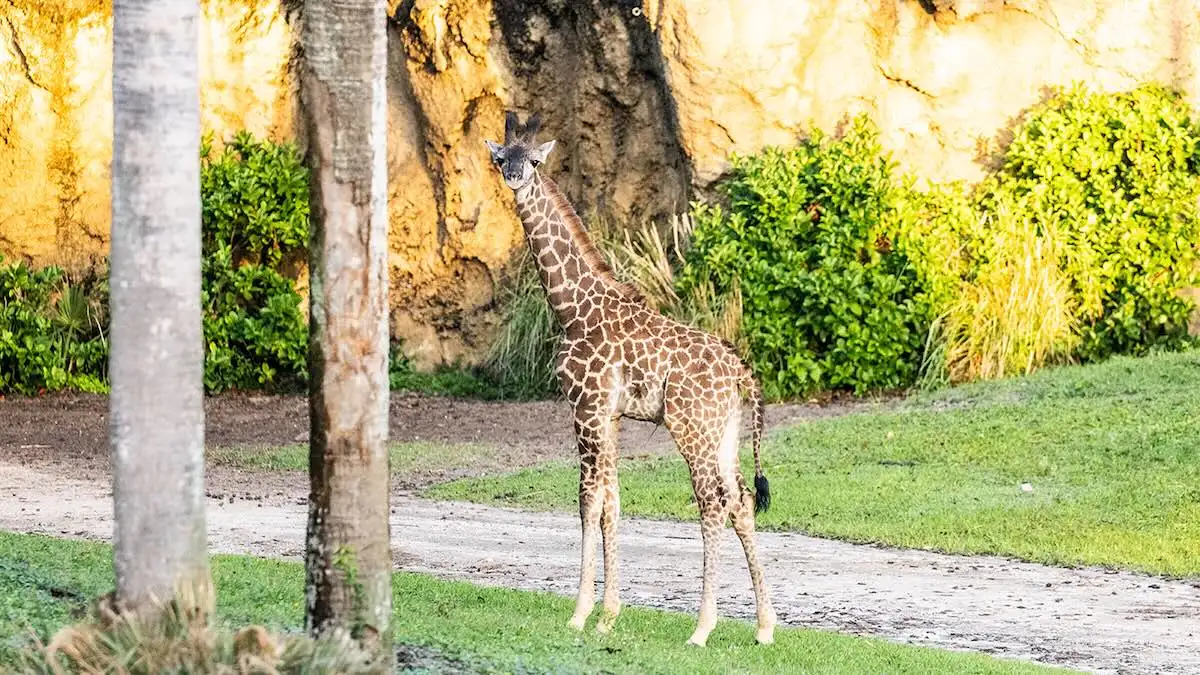 A New Baby Has Arrived on the Savanna at Disney's Animal Kingdom