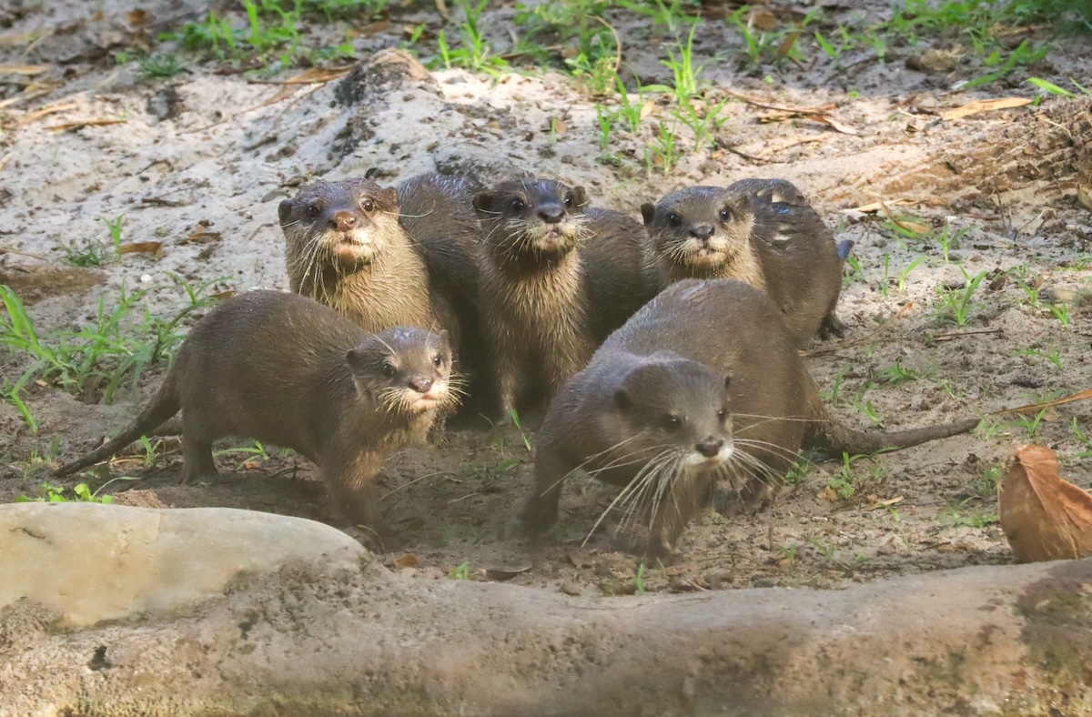 Baby otters at disney