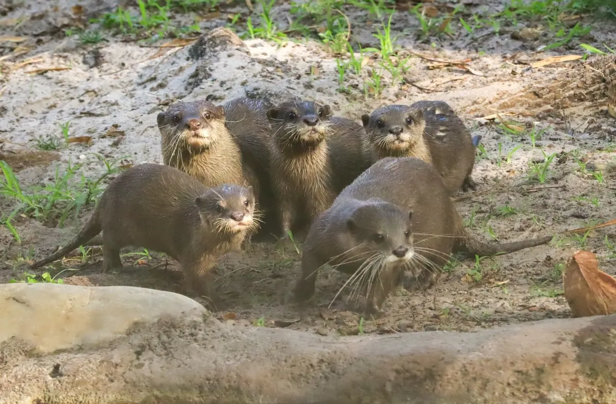 Baby otters at disney