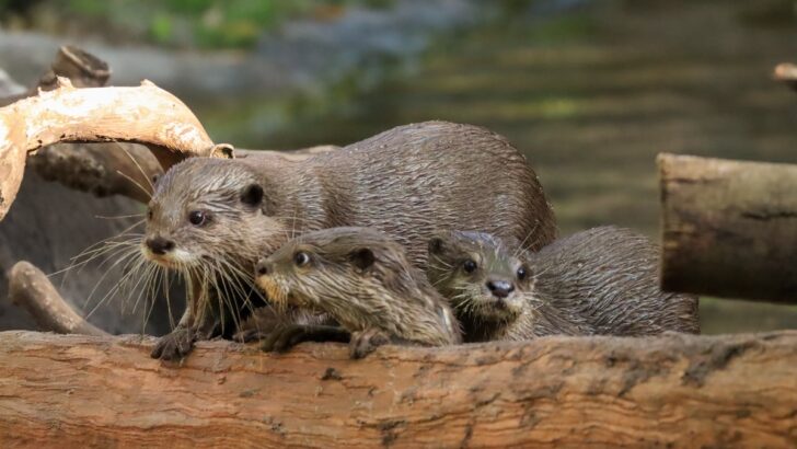 More Baby Animals Have Arrived at Disney World