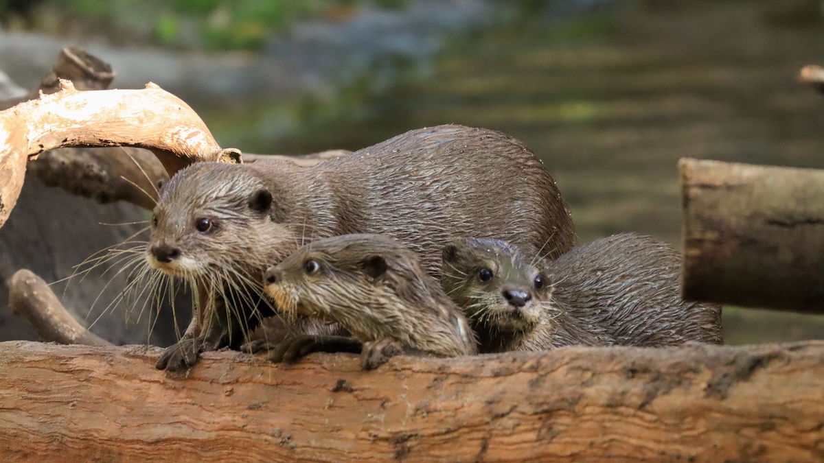 More Baby Animals Have Arrived at Disney World