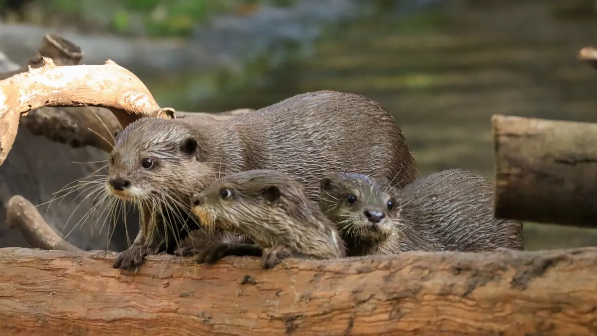 More Baby Animals Have Arrived at Disney World