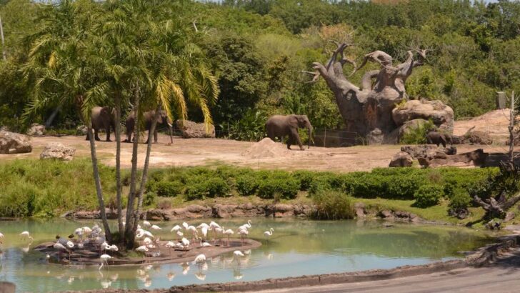 The Wild Africa Disney Tour is a Must-Do!