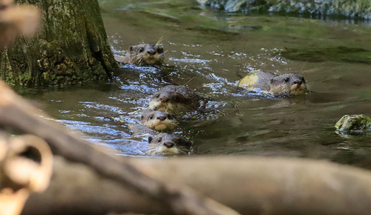 baby otters swimming