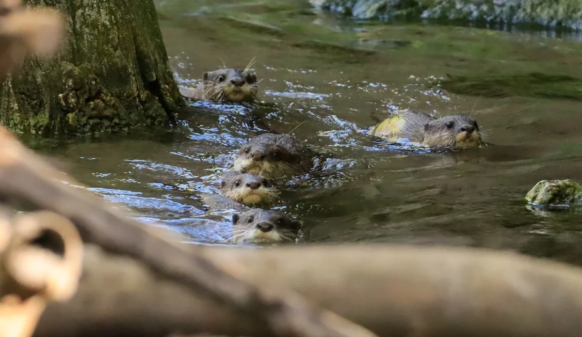 baby otters swimming