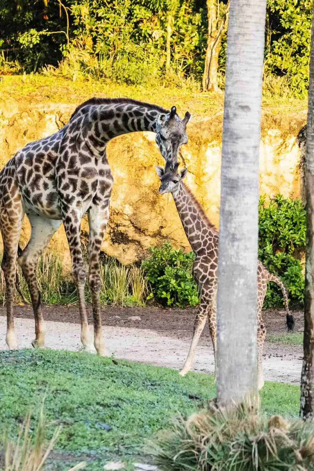 baby tucker giraffe savanna