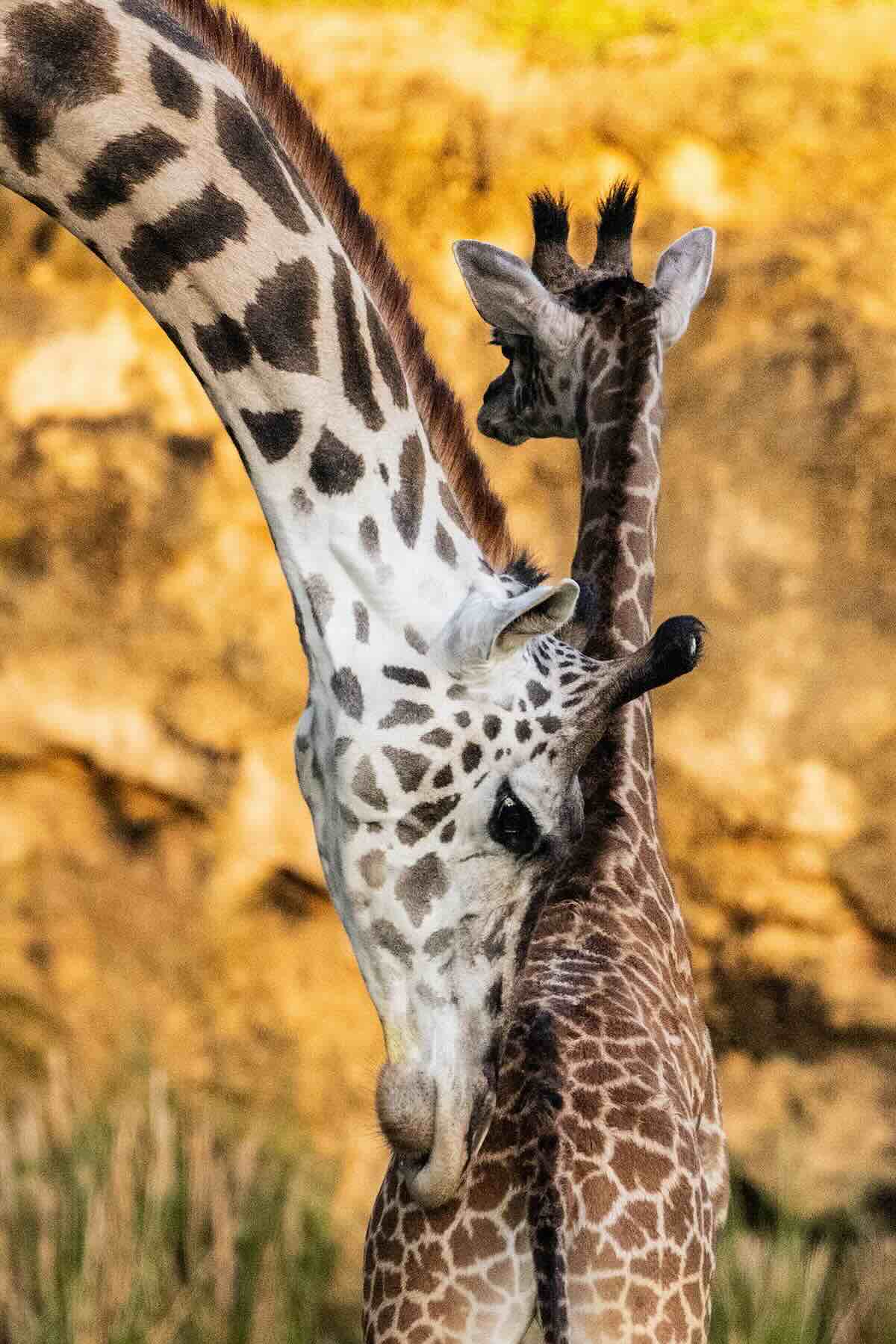 baby tucker giraffe