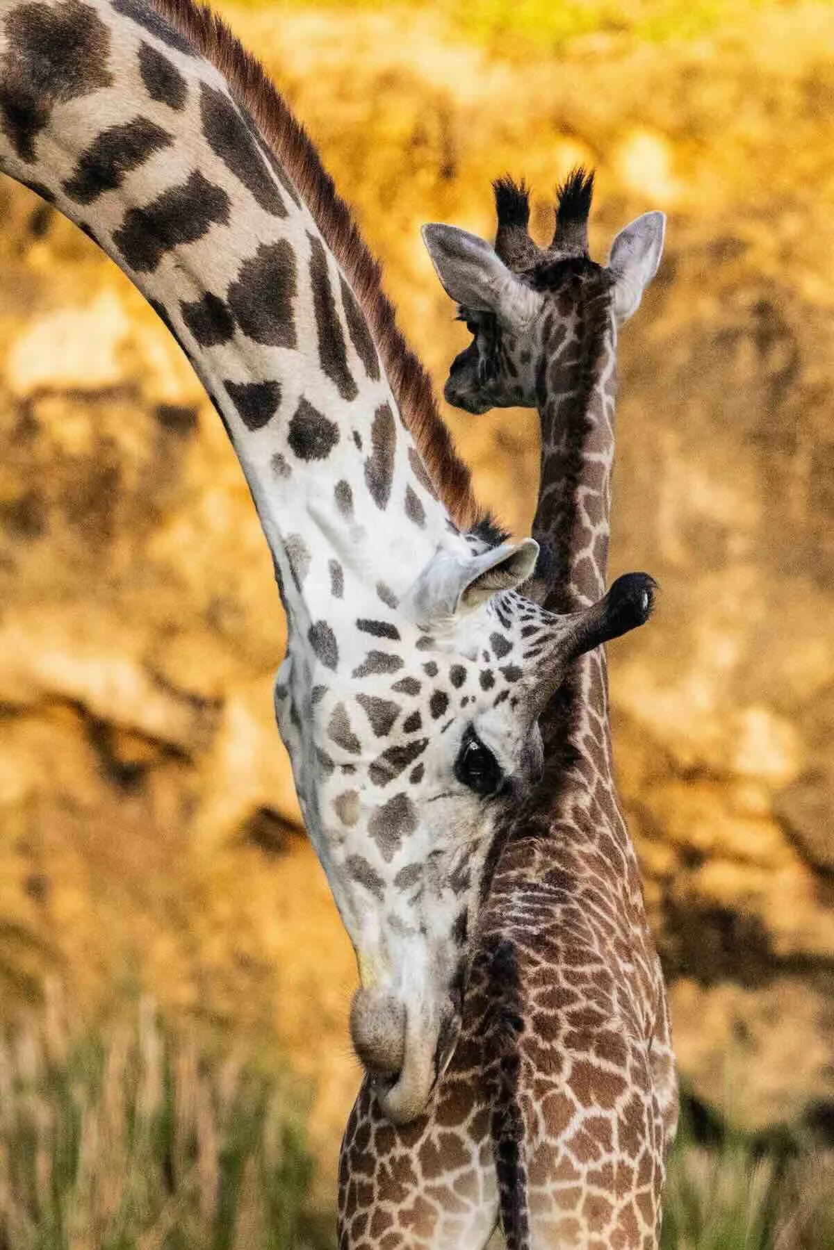 baby tucker giraffe