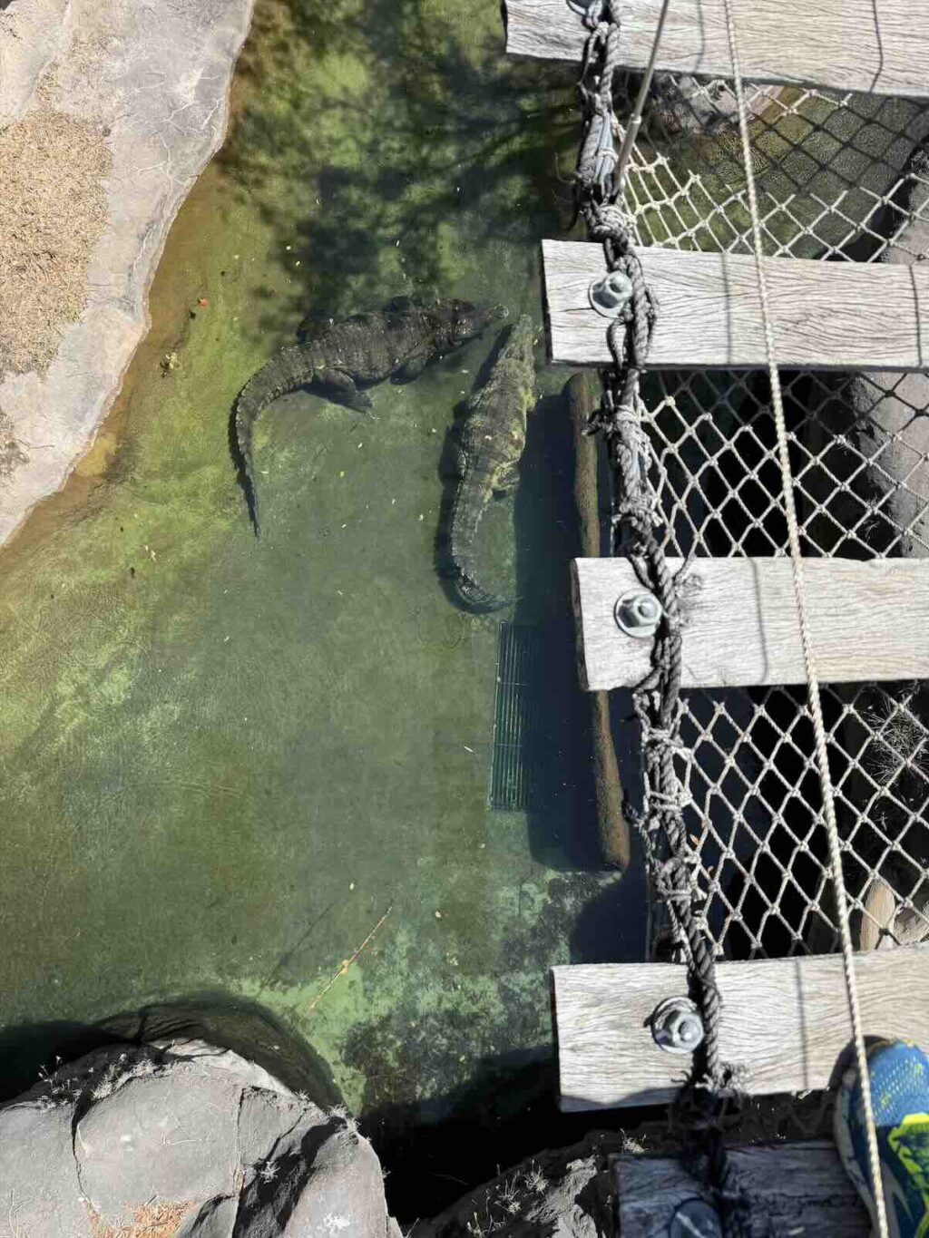 wild Africa trek bridge crocodile